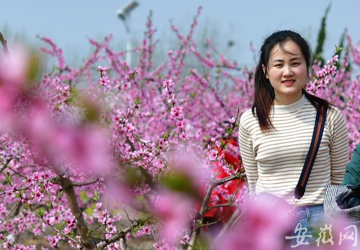 6 万亩桃花盛开，吸引众多游客 (1)