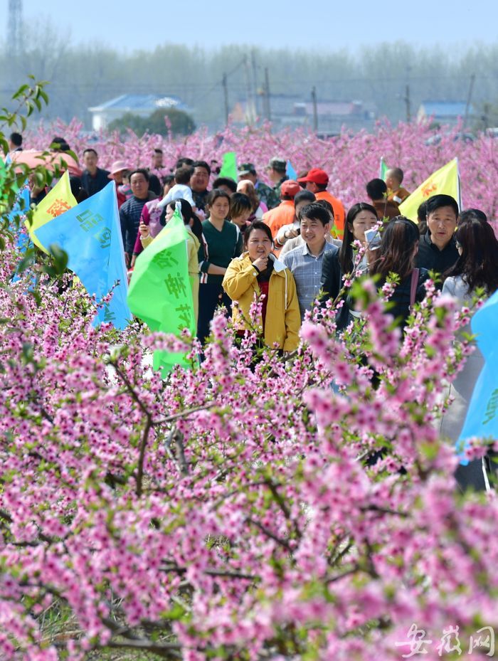 7 万亩桃花盛开，吸引众多游客 (2)