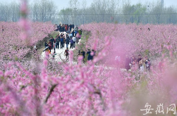 6 万亩桃花盛开，吸引众多游客 (3)
