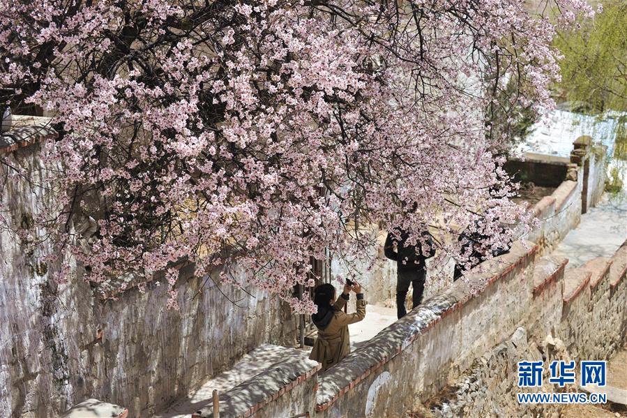 (美丽中国)(1)拉萨: 山寺桃花始盛开