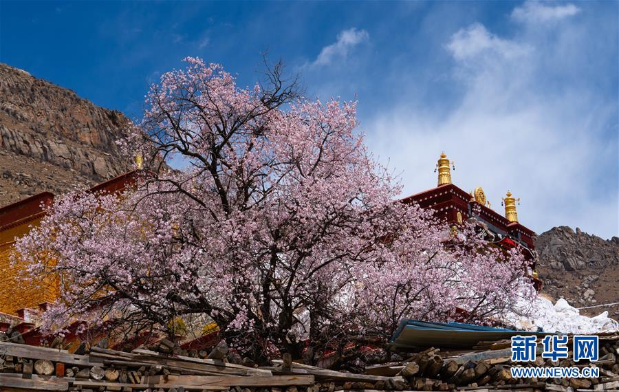(美丽中国)(3)拉萨: 山寺桃花始盛开