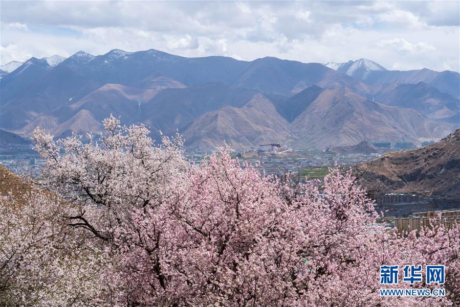 (美丽中国)(8)拉萨: 山寺桃花始盛开