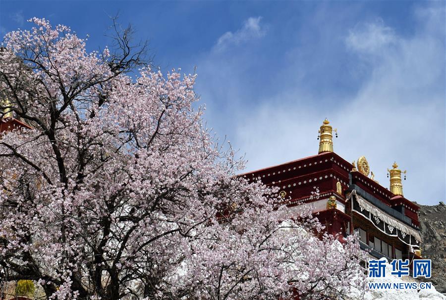（美丽中国）（9）拉萨: 山寺桃花始盛开