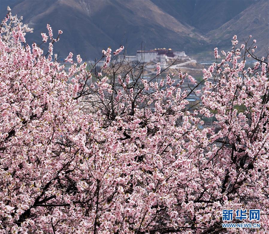 (美丽中国)(10)拉萨: 山寺桃花始盛开