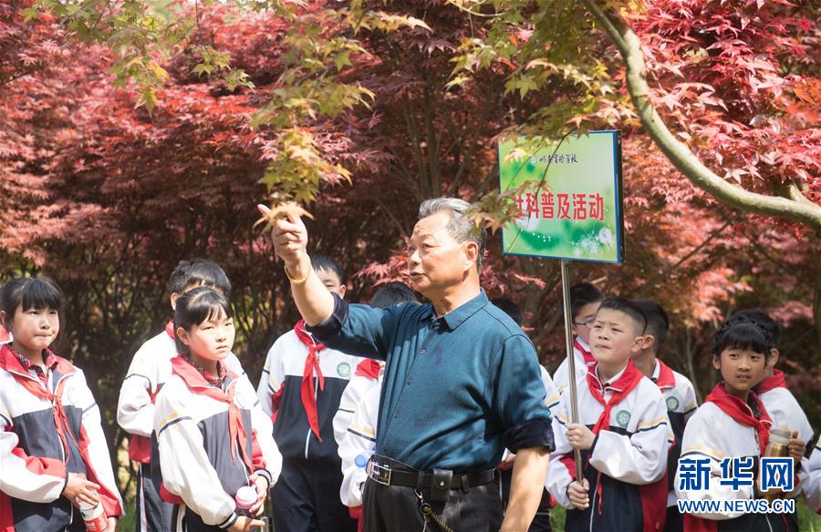 （春季美丽生态）（2）枫林新叶吐红