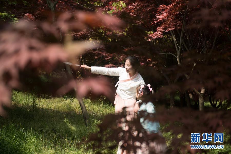（春季美丽生态）（4）枫林新叶吐红