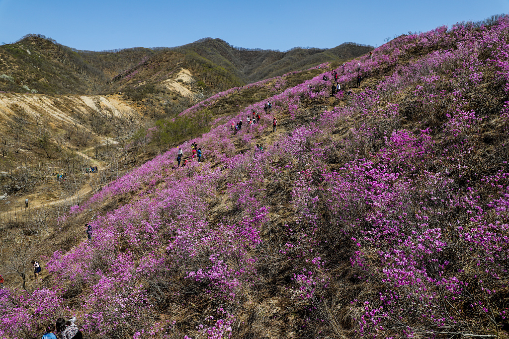 辽宁鞍山：岫岩千亩映山红壮观如花海