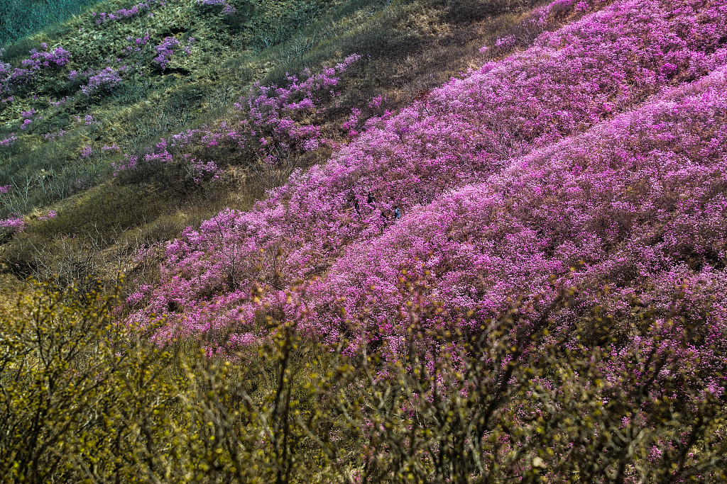 辽宁鞍山：岫岩千亩映山红壮观如花海