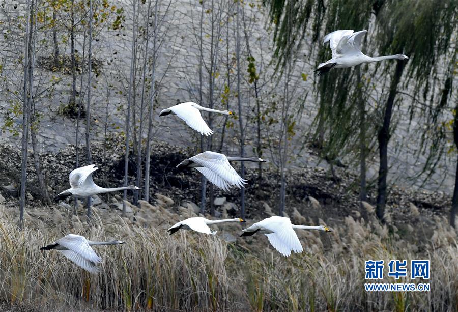 （美丽中国）（3）济南：黄河之滨景色美