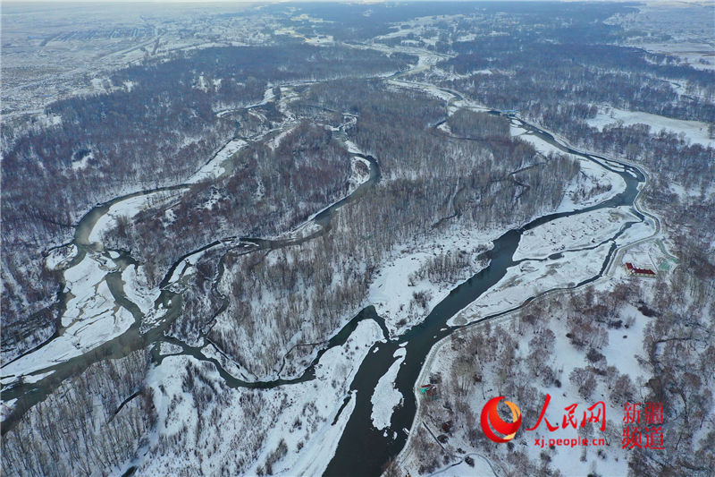 航拍新疆水墨白桦林 丹青中的梦境（图）【5】