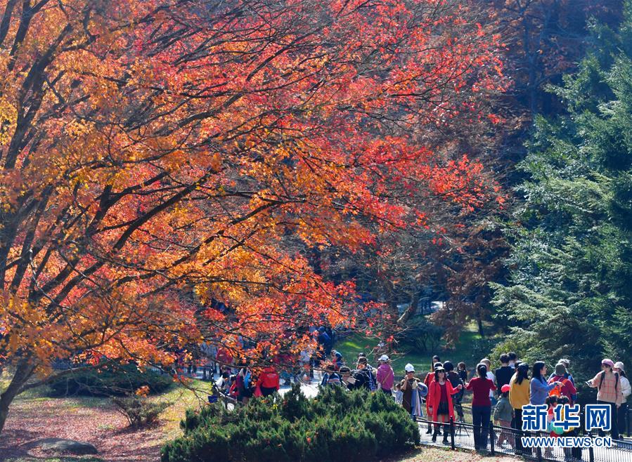 （环境）（8）江西庐山：枫叶美景迎客来