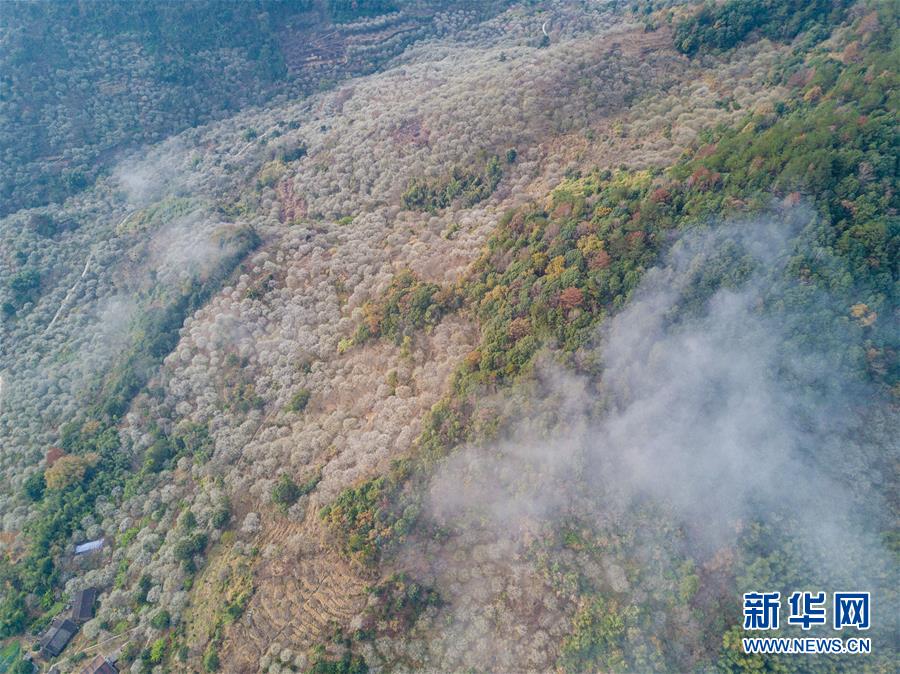 （环境）（5）福建永泰：青梅花开