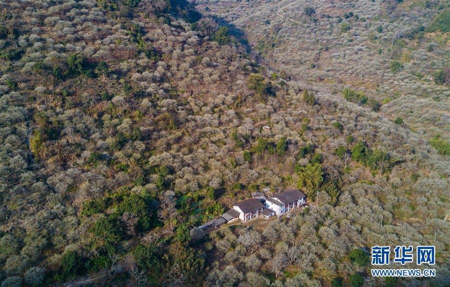 （环境）（3）福建永泰：青梅花开