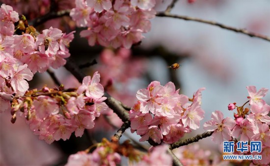 （环境）（3）上海：樱花绽放春意浓