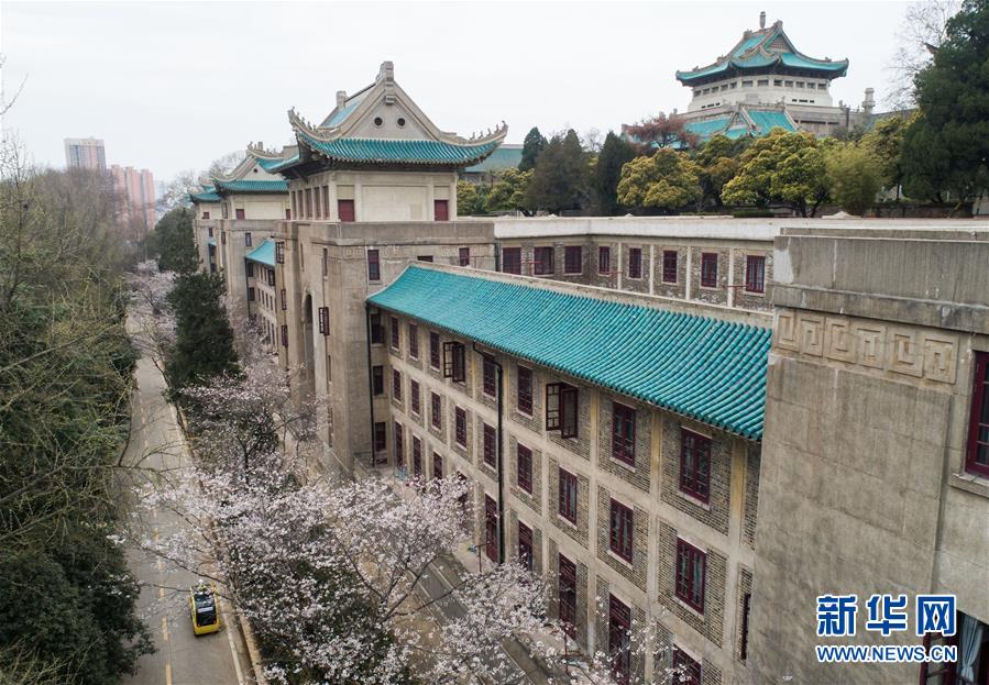 （聚焦疫情防控）（3）武汉大学开通“云赏樱”  向公众展示校园樱花美景