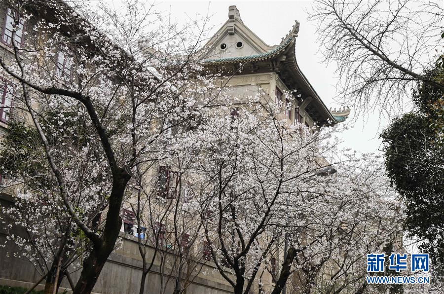 （聚焦疫情防控）（10）武汉大学开通“云赏樱”  向公众展示校园樱花美景