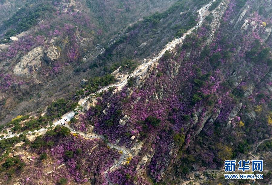 （美丽中国）（3）青岛大珠山：杜鹃花海漫山绽放