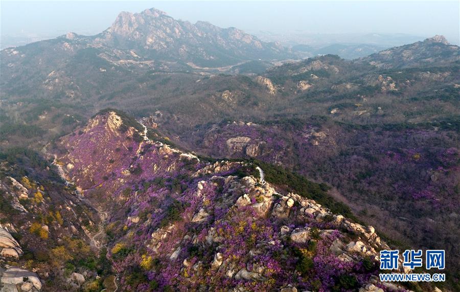 （美丽中国）（2）青岛大珠山：杜鹃花海漫山绽放