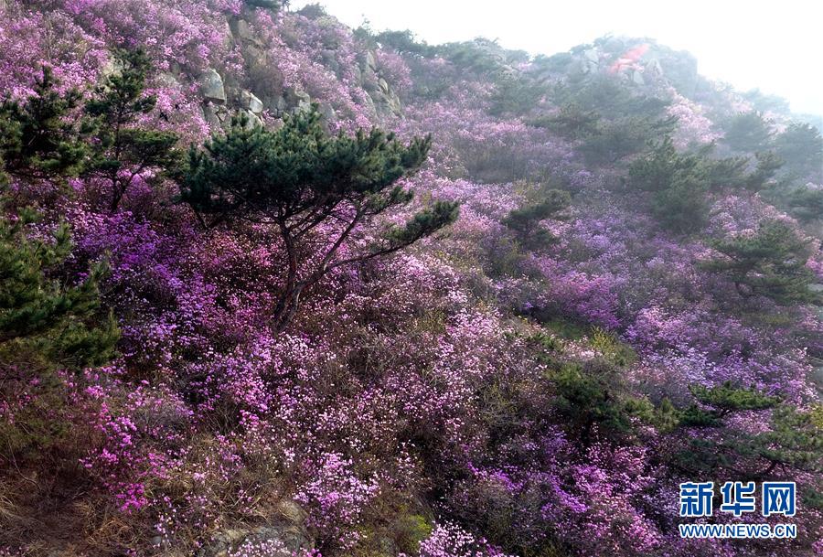 （美丽中国）（1）青岛大珠山：杜鹃花海漫山绽放