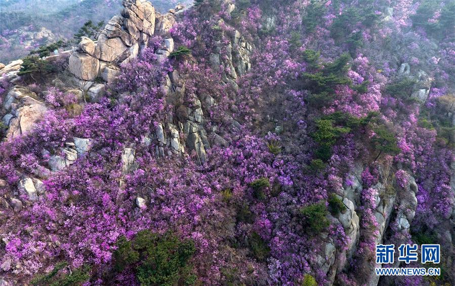 （美丽中国）（4）青岛大珠山：杜鹃花海漫山绽放