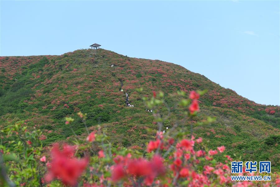 (环境)(1)杜鹃花开景色美