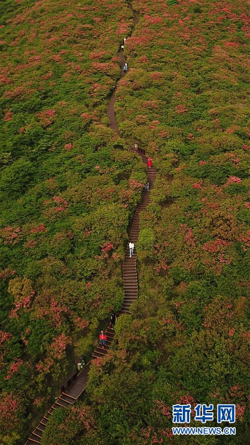 (环境)(3)杜鹃花开景色美
