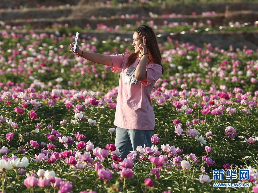 （社会）（4）辽宁阜新：芍药花开引游人
