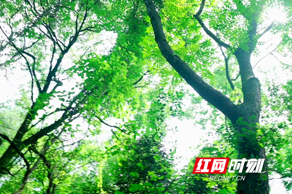 岳麓山.png 岳麓山.png