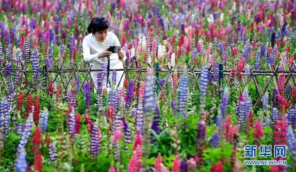 陕西太白：花开引客来