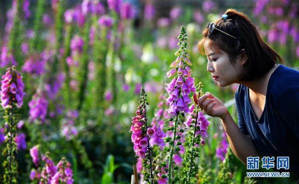陕西太白：花开引客来