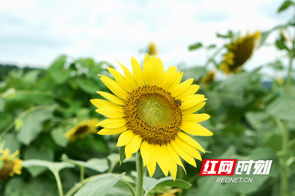 微信图片_20200709114333.png