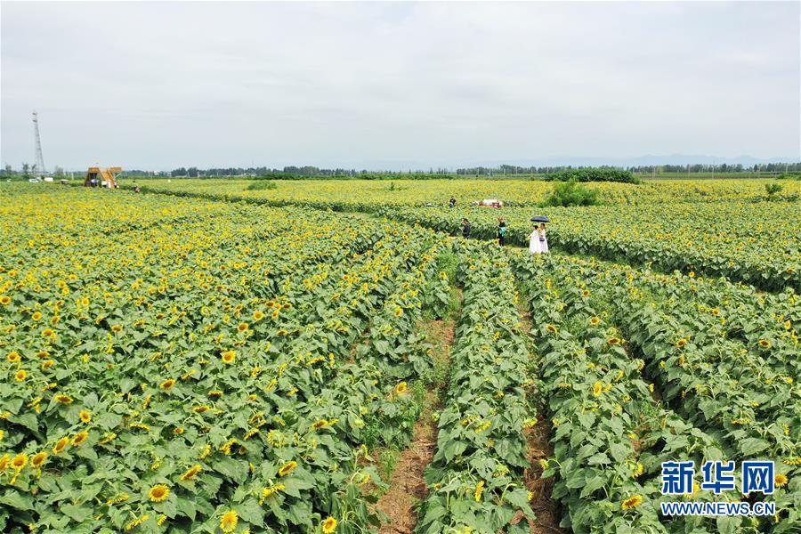 #（社会）（1）河南宝丰：油葵花海迎客来
