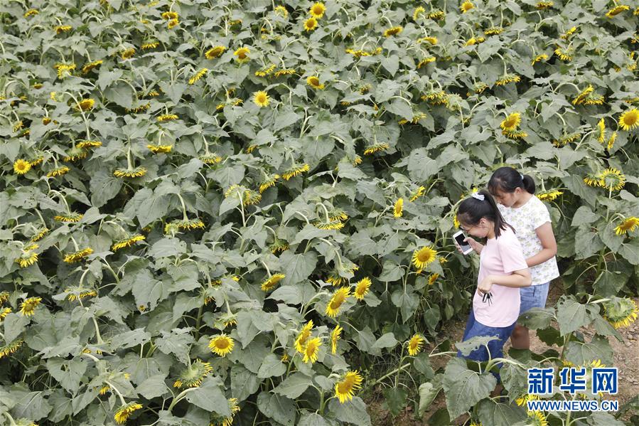 #（社会）（3）河南宝丰：油葵花海迎客来