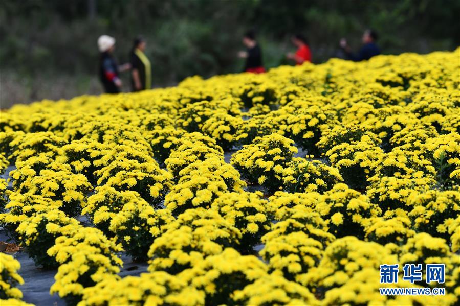 （经济）（4）贵州龙里：“菊花经济”带动乡村旅游