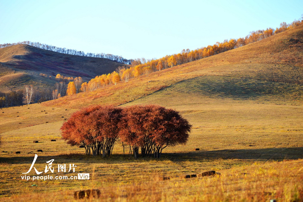 河北承德：坝上草原秋色浓