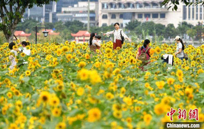 图为游客在福州花海公园游玩、赏花。　吕明 摄