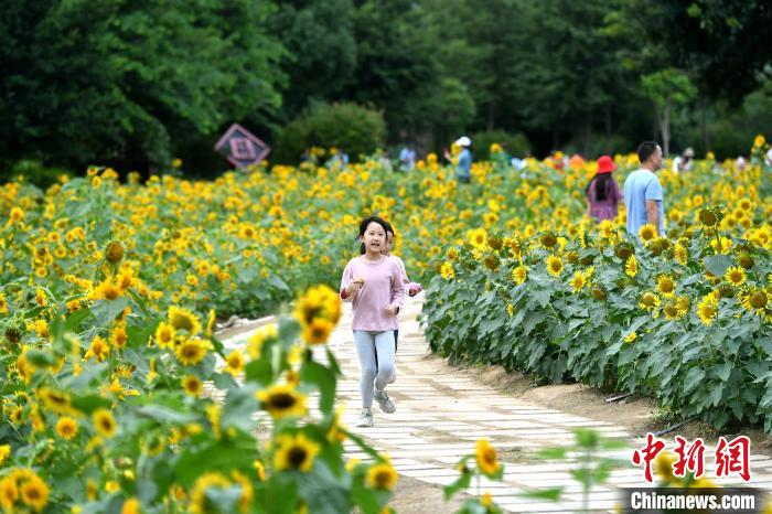 图为游客在福州花海公园游玩、赏花。　吕明 摄