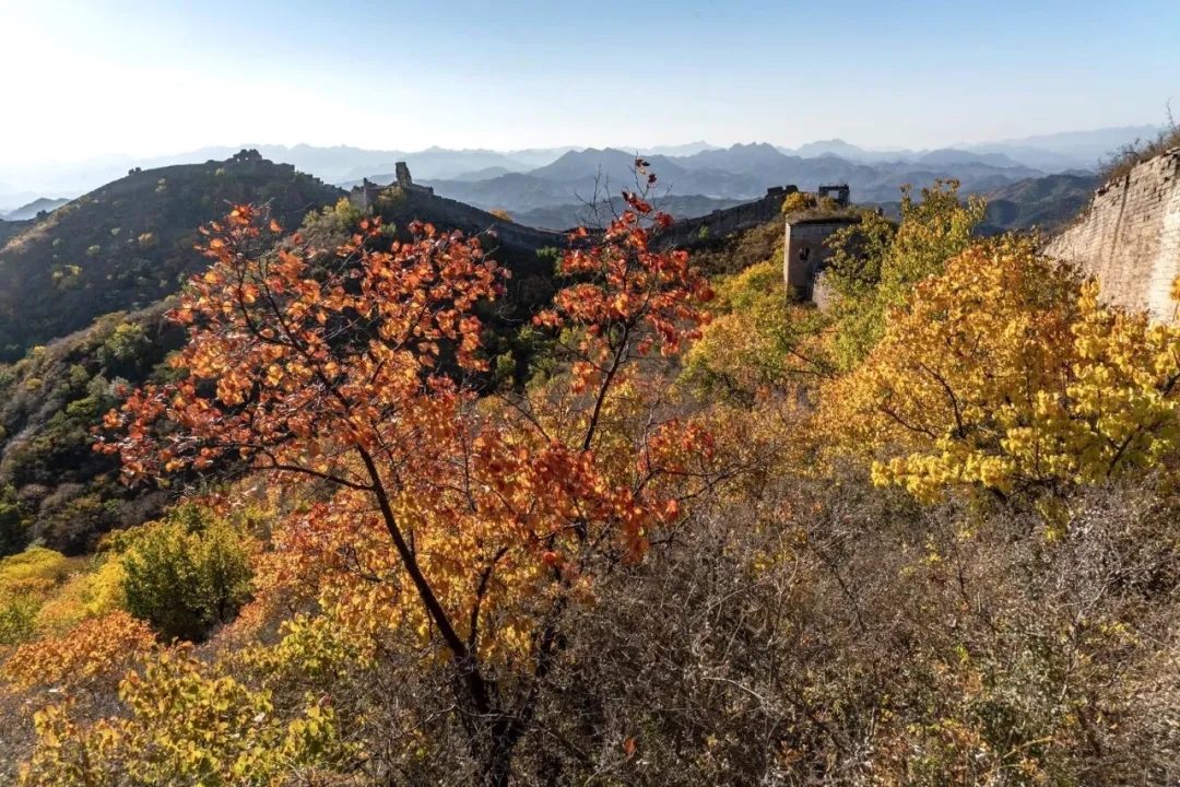 河北承德 | 金山岭的秋日之美，感受原始自然的长城秋韵！