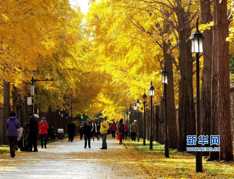 （环境）（7）圆明园秋景醉游人