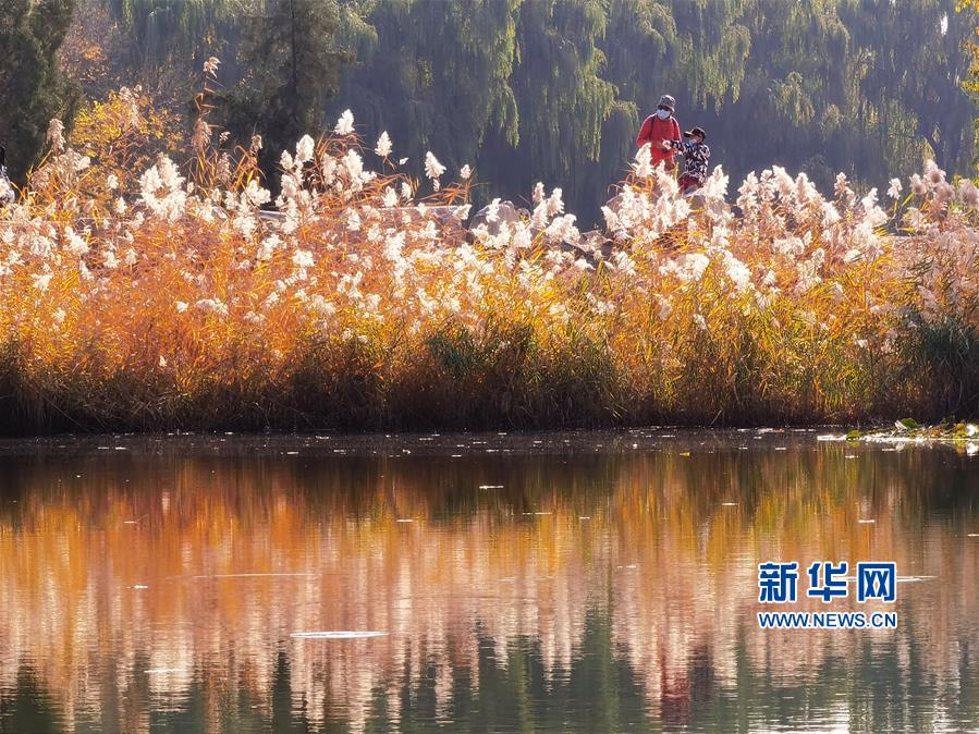 （环境）（2）圆明园秋景醉游人
