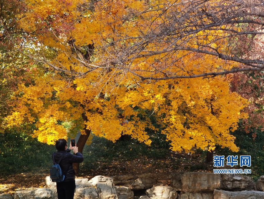 （环境）（5）圆明园秋景醉游人