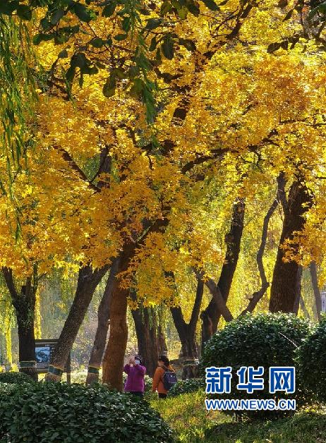 （环境）（4）圆明园秋景醉游人